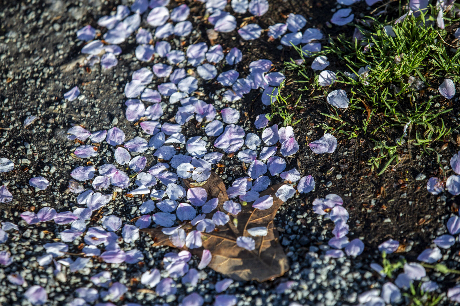 Spring Flowers